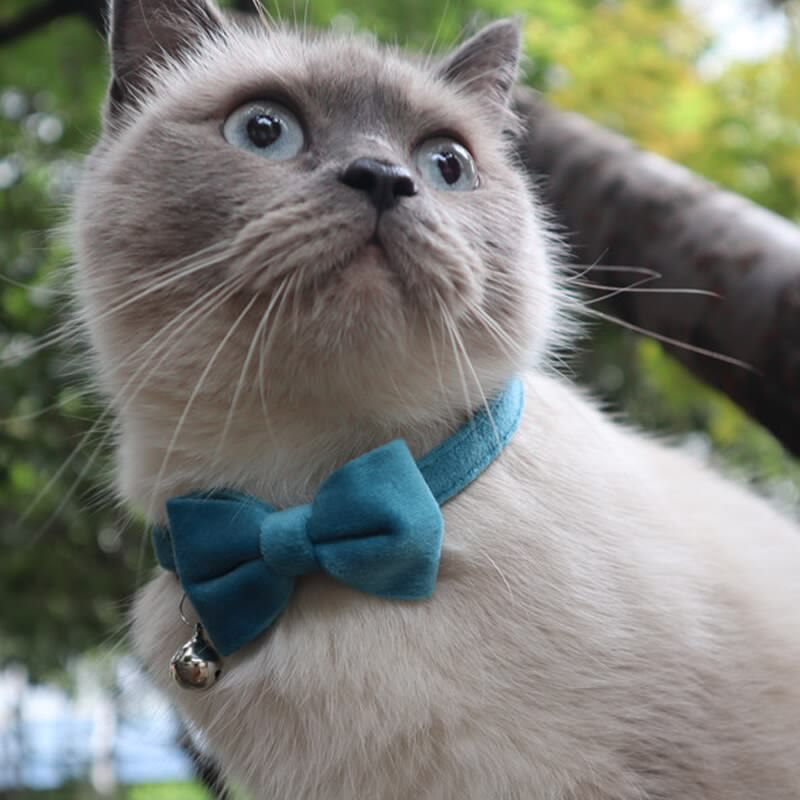 Pink bowknot